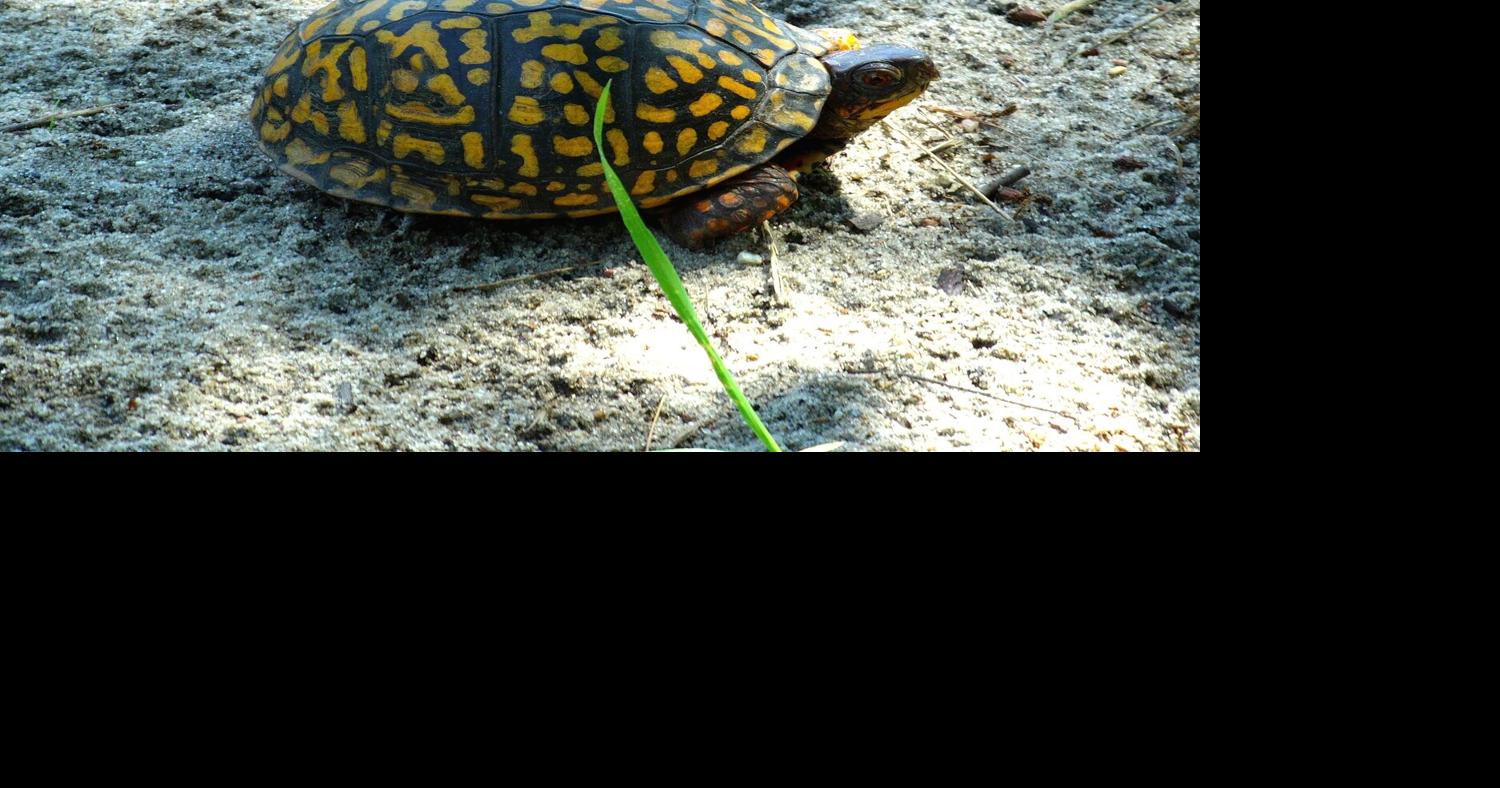 Saving the East End's Diamondback Turtles | The East Hampton Press ...