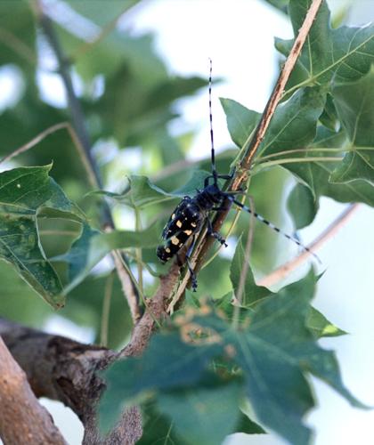 USDA Says To Check Trees In August For Asian Longhorned Beetle | Home ...