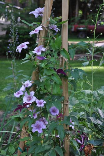Clematis Is Easier To Grow Than You Think | Home & Garden | 27east.com