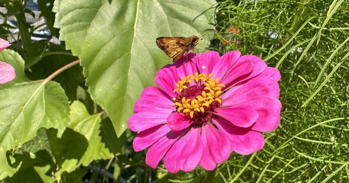 Pollinators Vip Suffolk Alliance for Pollinators To Host Garden Tour September 13 ...