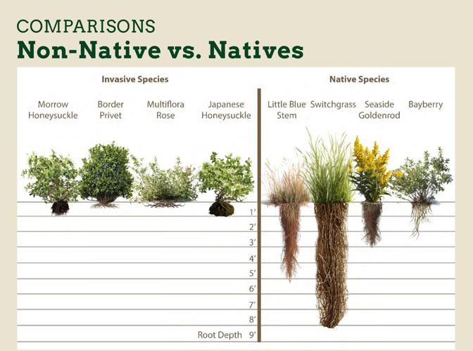 Native Vs Invasive Roots Benson Reserve Invasive Plant Removal Project Wins Support From Montauk ...