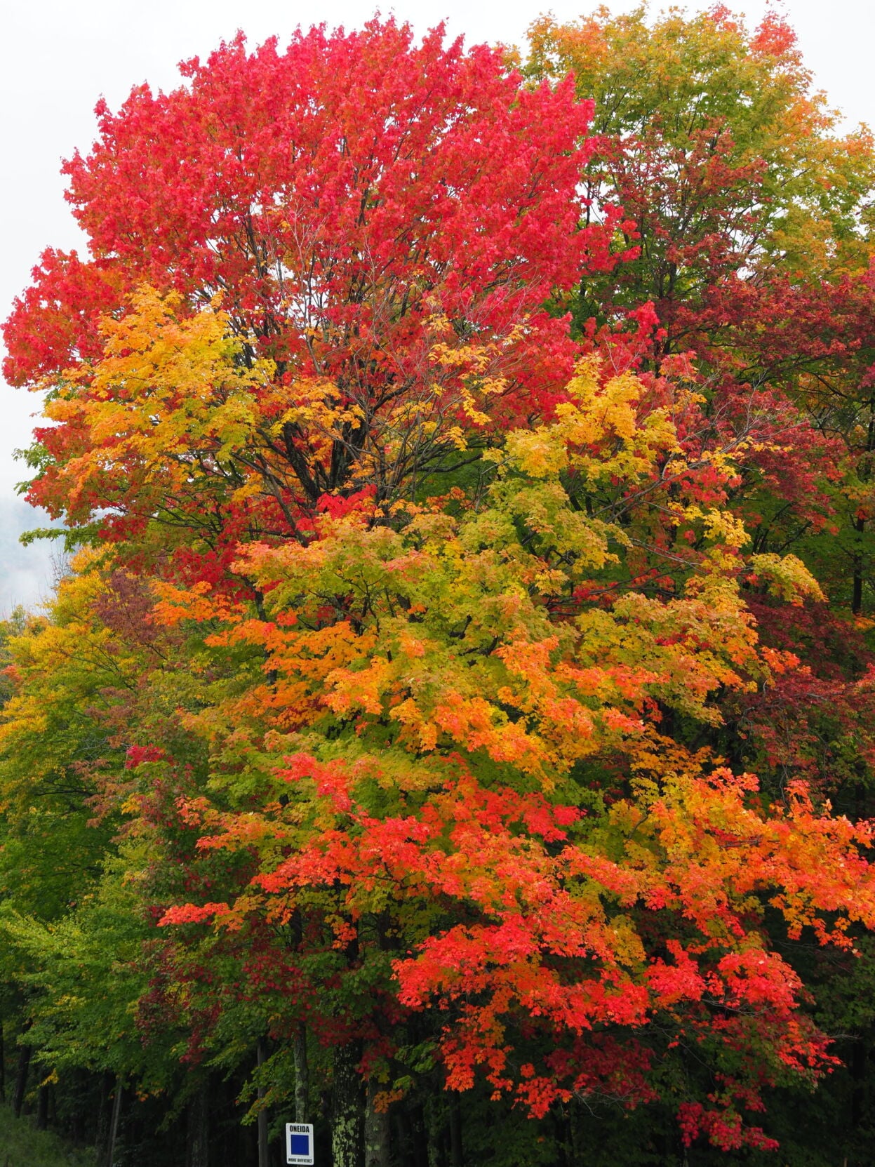 Where To See Striking Fall Color in New York | Home & Garden | 27east.com