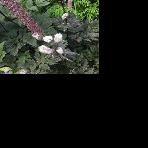 Landscaping: When Size Doesn't Matter | Home & Garden | 27east.com