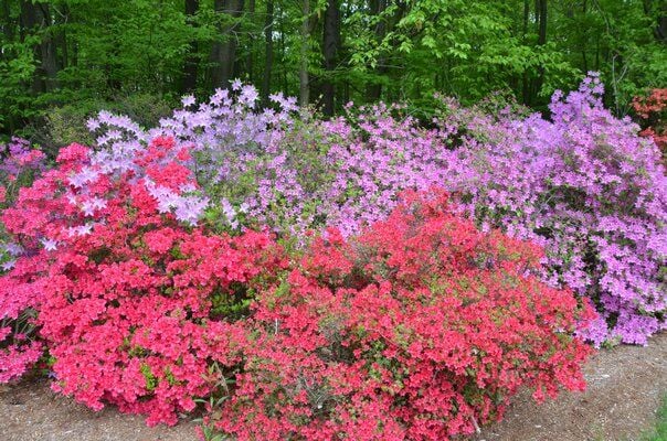 Azaleas Offer A Magnificent Variety Of Colors And Form | Home & Garden ...