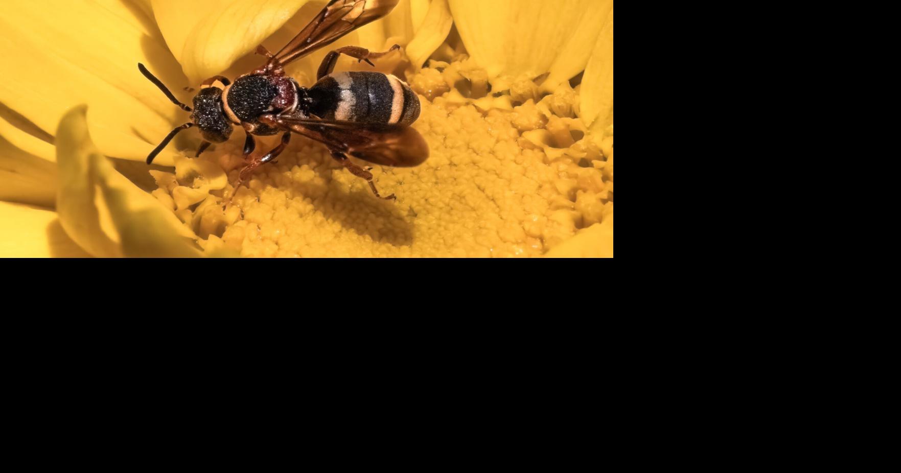 Inside the Weird, Wide World of Bees | Columns | 27east.com