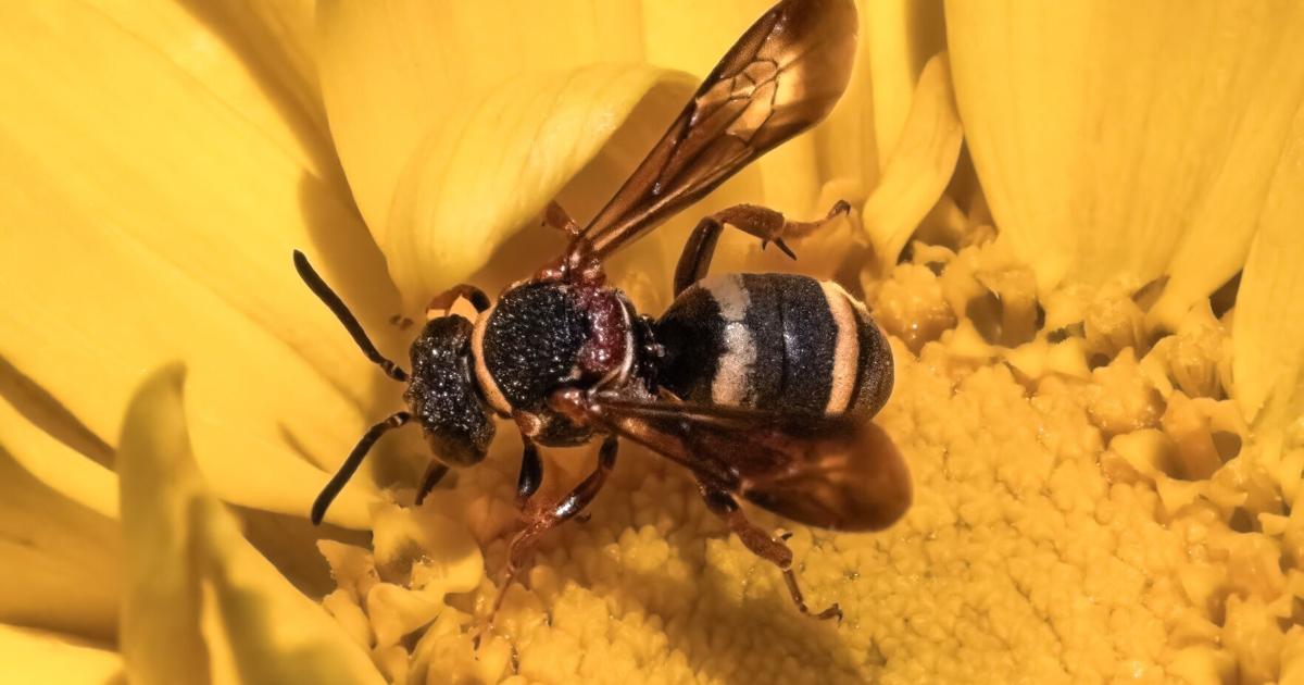 Column Bee Inside the Weird, Wide World of Bees | Columns | 27east.com