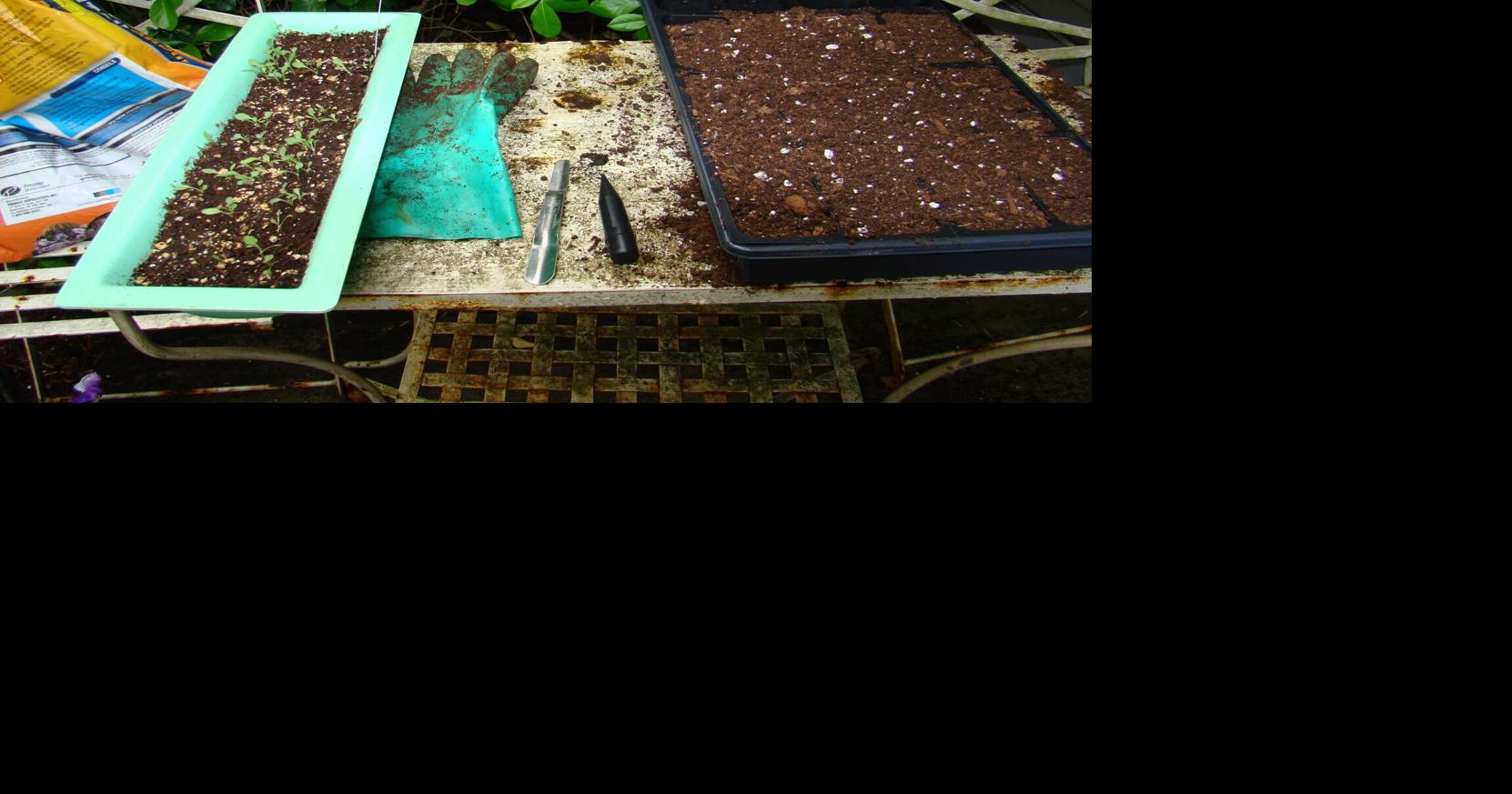 Grow More, Spend Less: A Beginner's Guide to Perennials From Seed ...