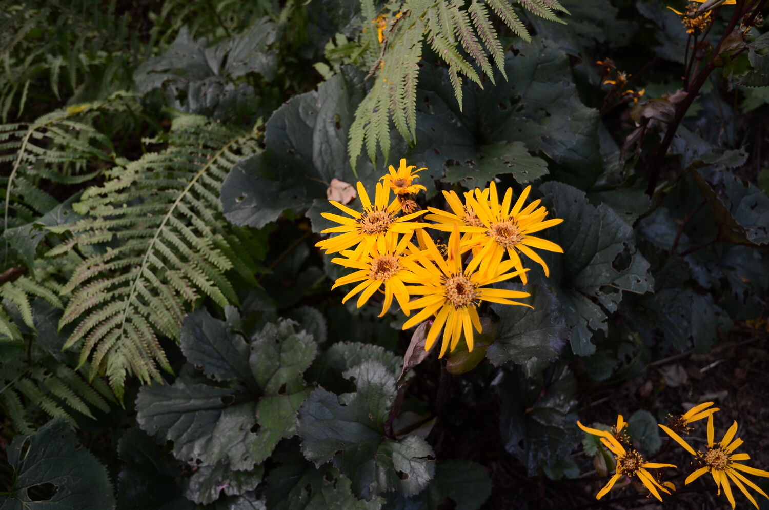 Perennials Delight and Surprise for Many Years | Home & Garden