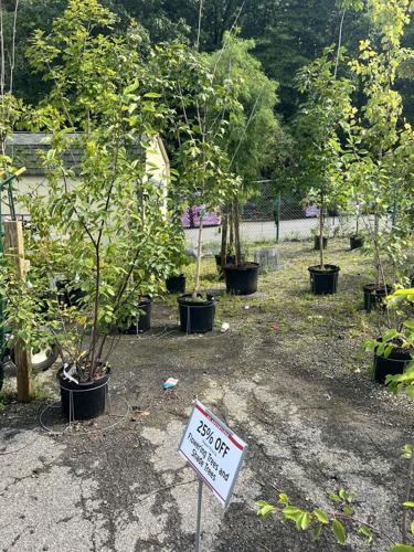 Tree Buy What To Know When Buying a Tree | Home & Garden | 27east.com