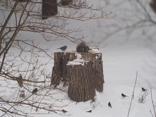How To Feed Birds in Winter | Home & Garden | 27east.com