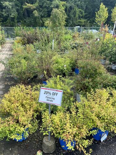 Tree Buy What To Know When Buying a Tree | Home & Garden | 27east.com