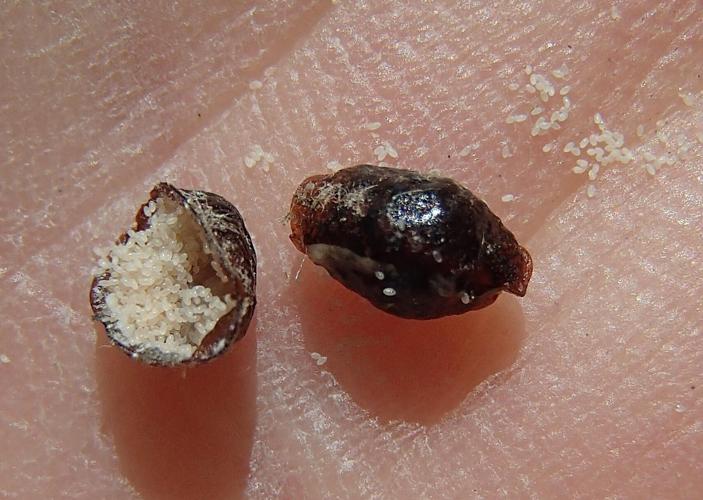 Helping The American Chestnut Survive | The Southampton Press | 27east.com