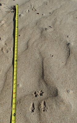 Tracking Rodents | Sports | 27east.com