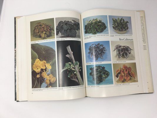 American Begonia Society Seeks Thompsons' Heirs To Reprint Beloved