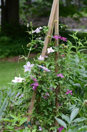 Clematis Is Easier To Grow Than You Think | Home & Garden | 27east.com