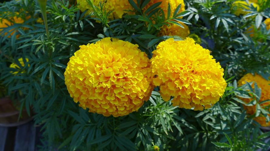 The History of Marigolds | Home & Garden | 27east.com