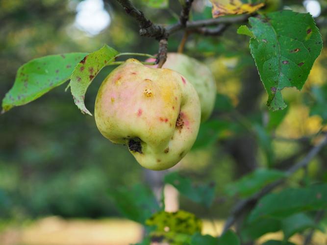 Choosing and Caring for Fig and Apple Trees | 27east | 27east.com