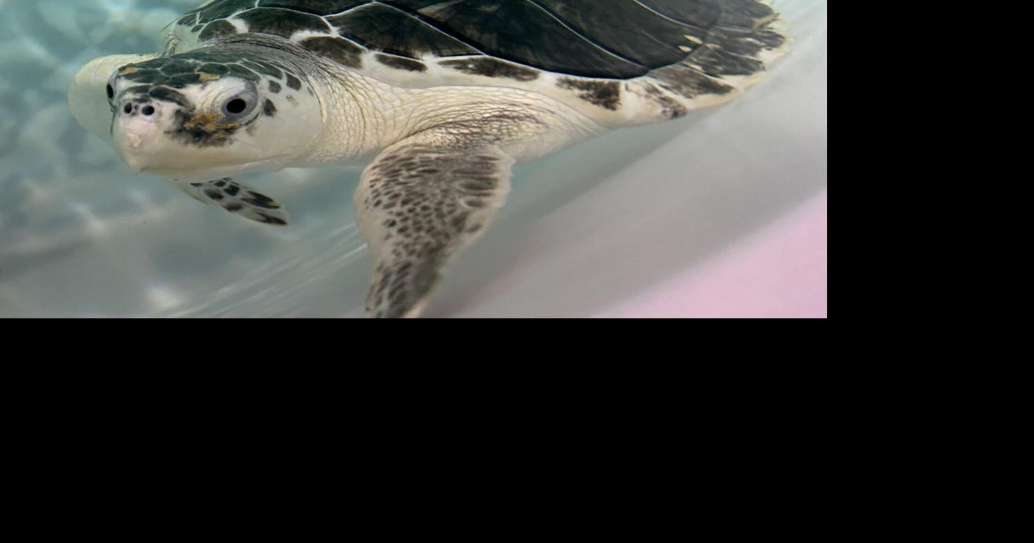 Turtles, Continued | The East Hampton Press | 27east.com