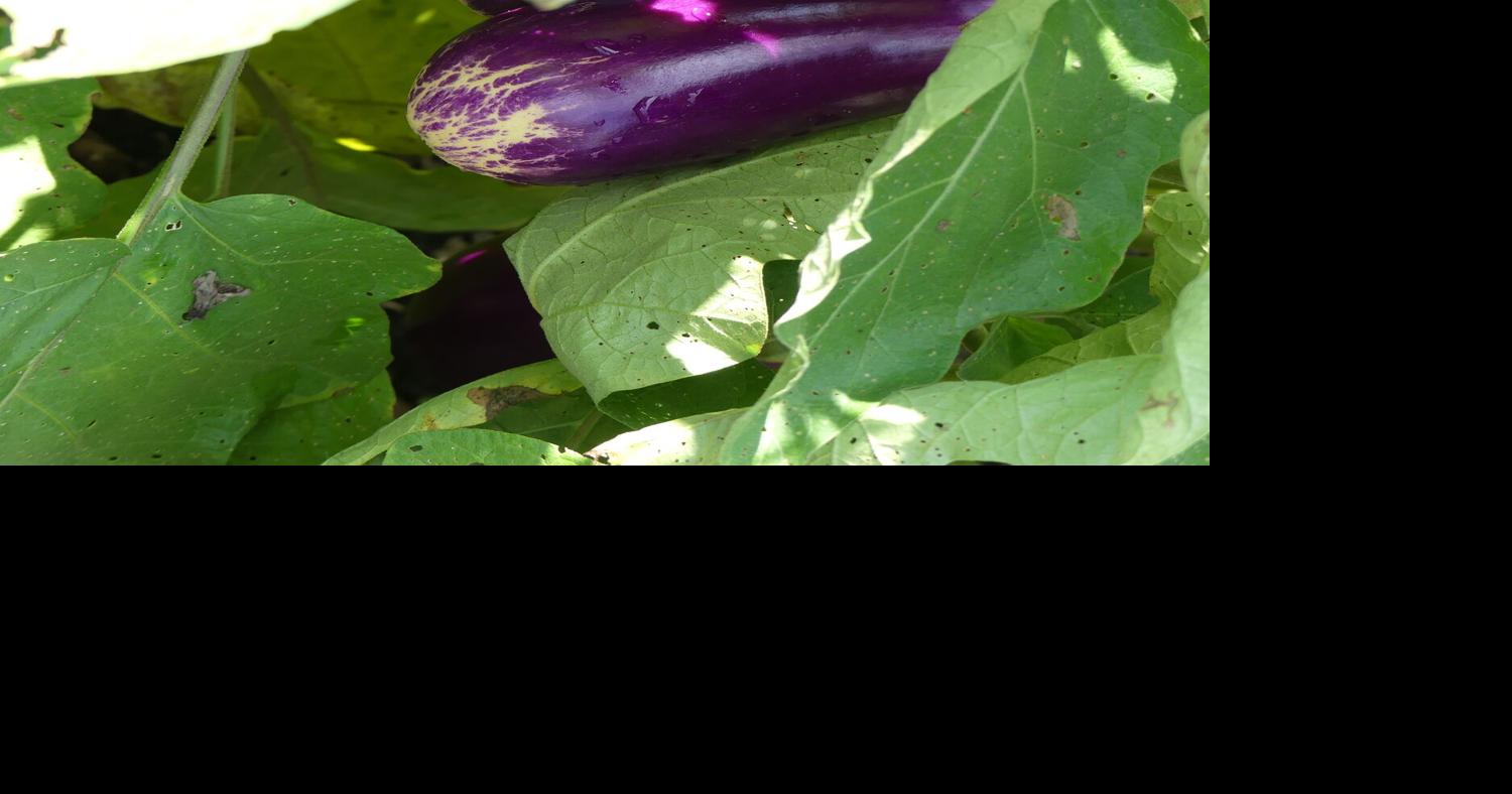 Ripe Versus Mature | Home & Garden | 27east.com