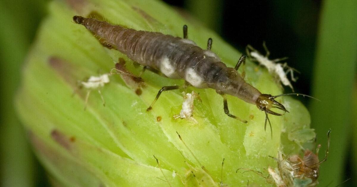 Mohinder Insect Marders Offers Series of Free Sunday Garden Talks | Home & Garden ...