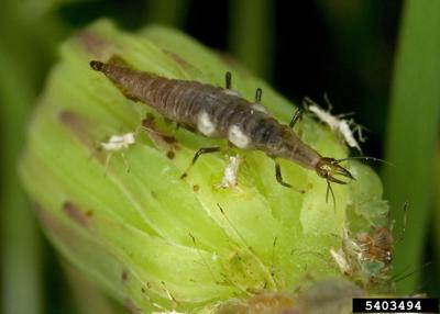 Laguring Insects Marders Offers Series of Free Sunday Garden Talks | Home & Garden ...