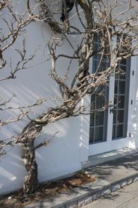 Wisteria: A Vine For The Ages | Home & Garden | 27east.com