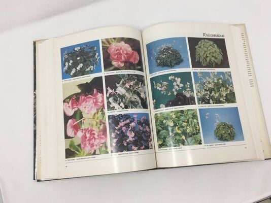 American Begonia Society Seeks Thompsons' Heirs To Reprint Beloved