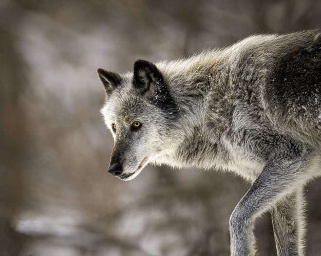 Lessons Learned About Wolves | Columns | 27east.com