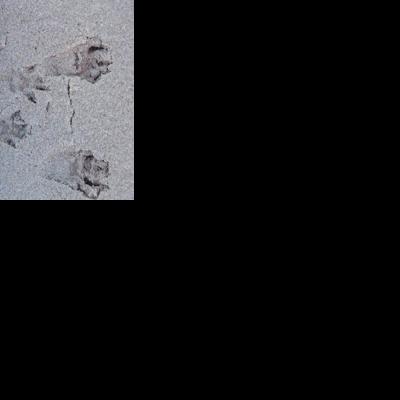 Tracking Rodents | Sports | 27east.com