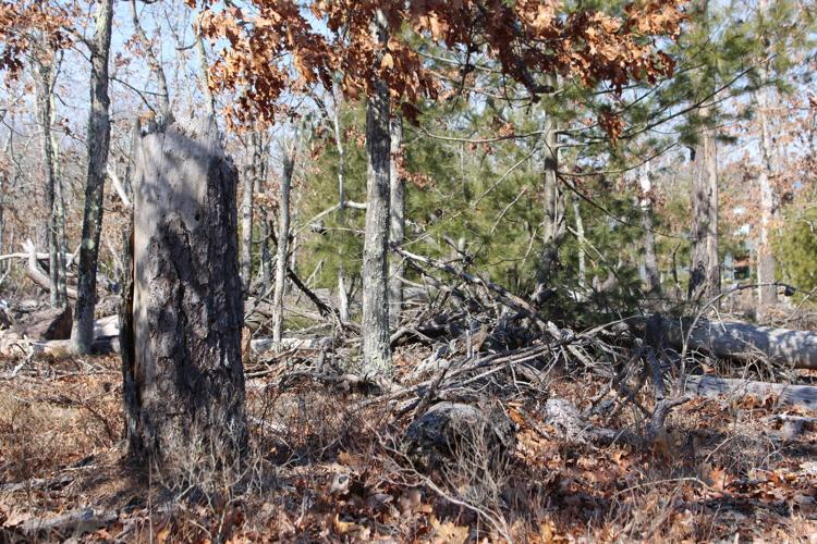 Forest Insect Outbreak Two Natural Suppressors Could Help With Pine Beetle, Though Human ...