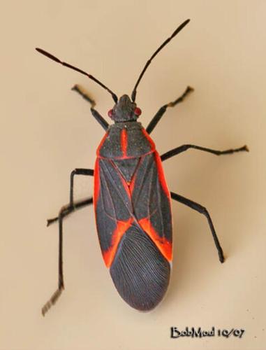 Fall Invder Insects Fall invader bugs: summertime friends and autumn foes | Home & Garden ...