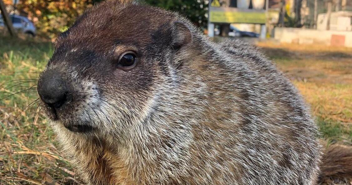 'Allen McButterpants' To Make Prediction on Groundhog Day | The ...