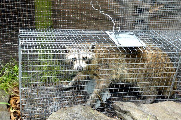 Invasive Raccoons Raccoons: Dealing Humanely With The Masked Bandits | Home & Garden ...