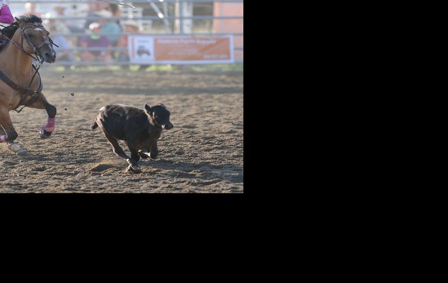 Murphy family successfully defends team penning title at Lewis and ...