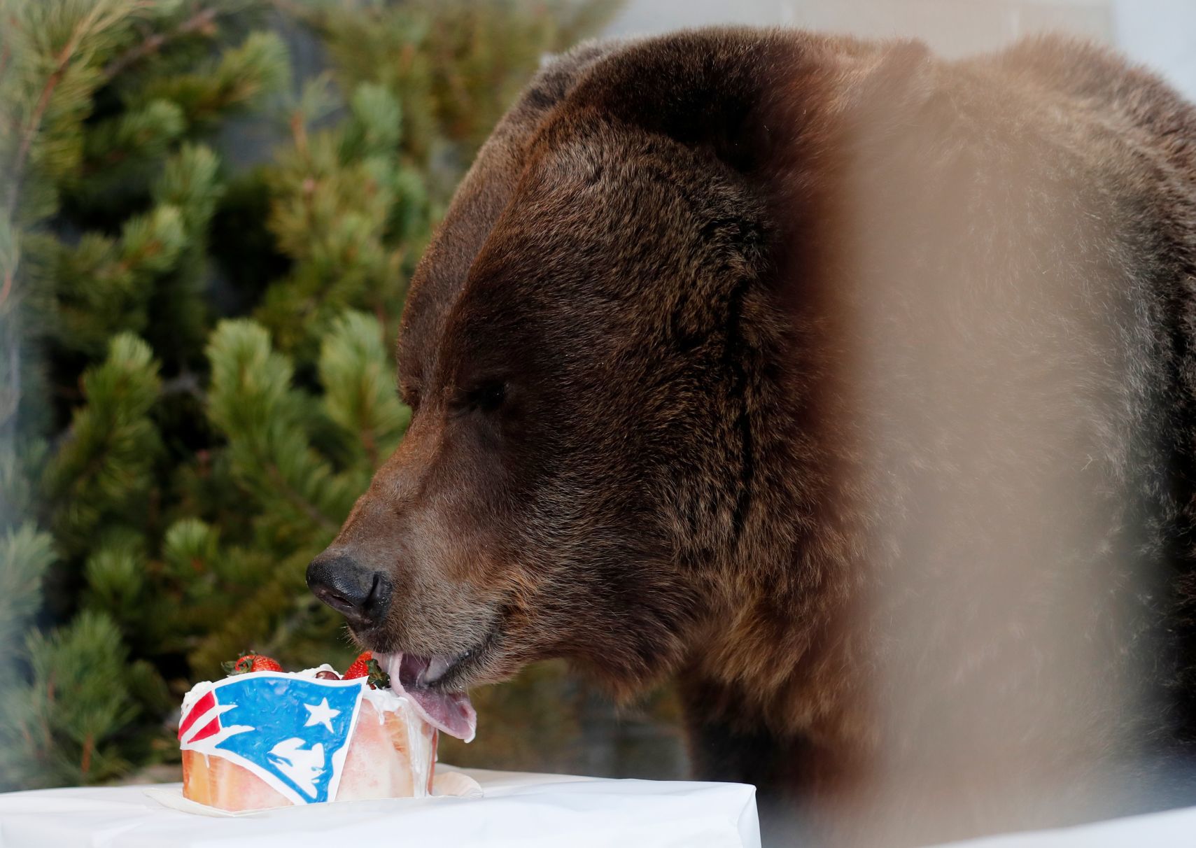 Makey Bakey: A bear-eating bear and some pup-cakes