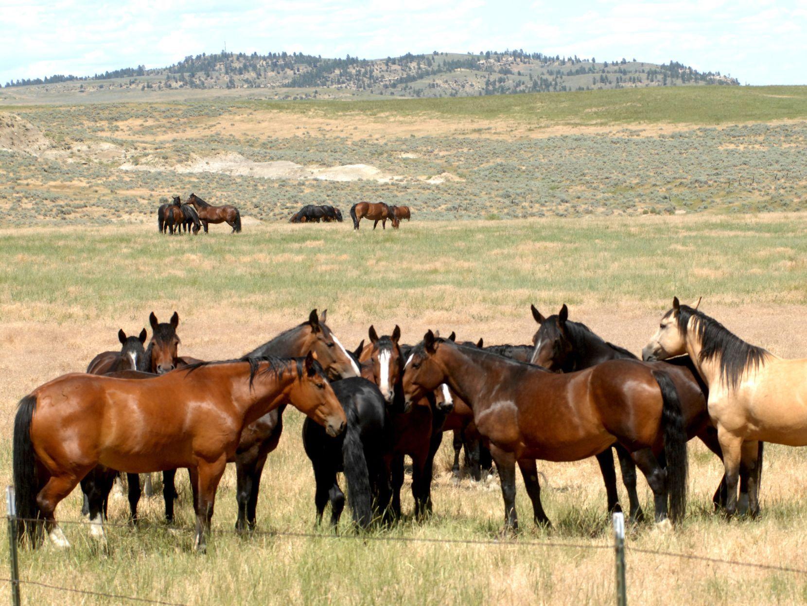 Sankey Pro Rodeo searches for next generation of bucking horses