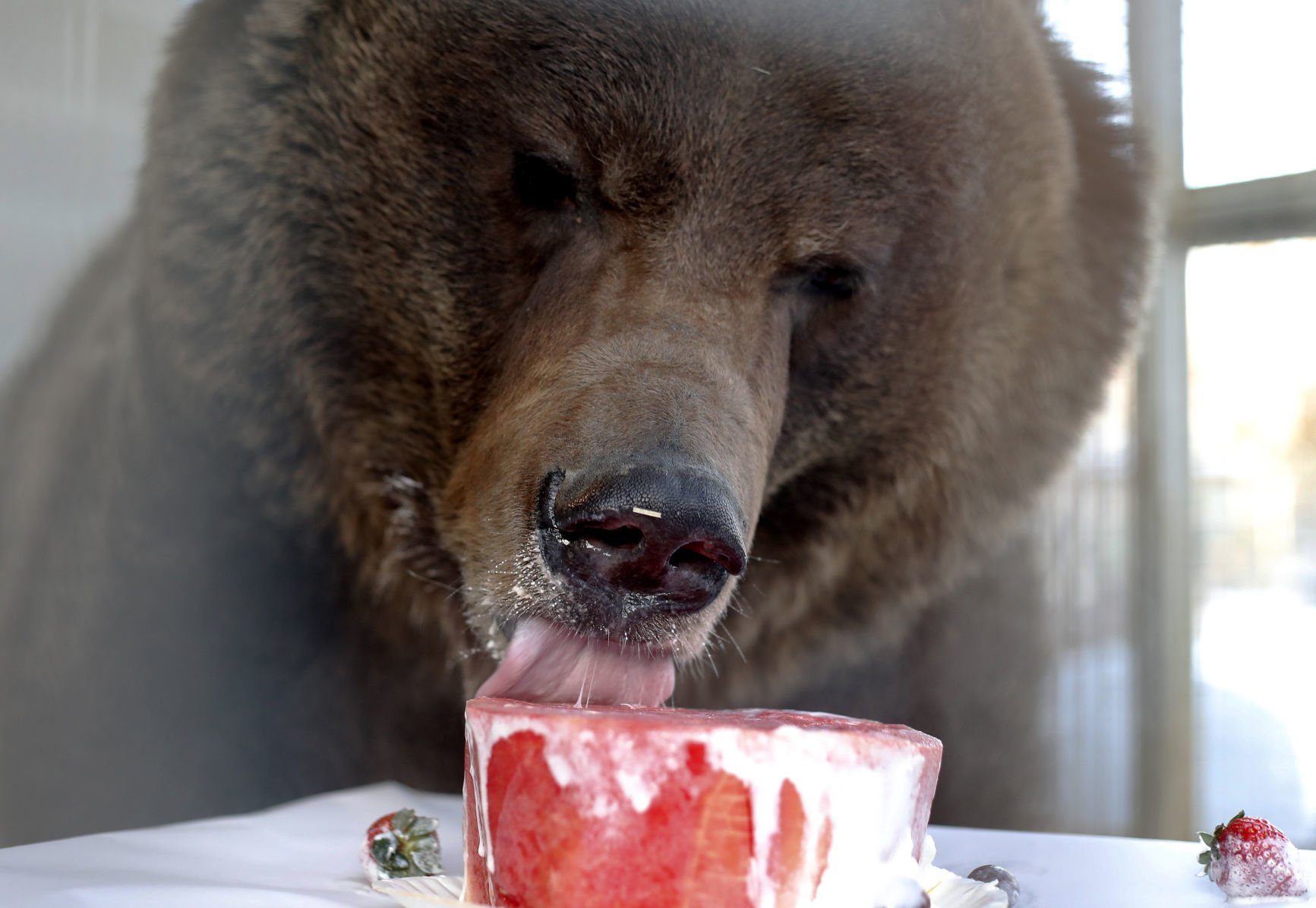 You Almost Missed: Watching Grouse's resident grizzlies eating birthday cake  | Georgia Straight Vancouver's source for arts, culture, and events