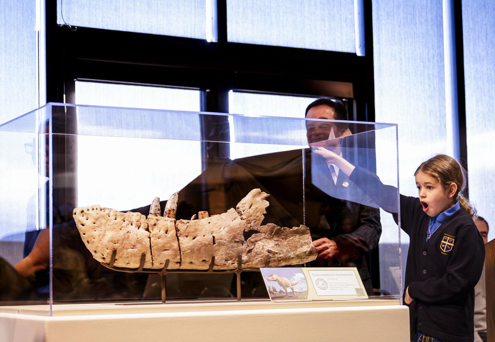 New T-Rex species on display at NM Natural History Museum first found