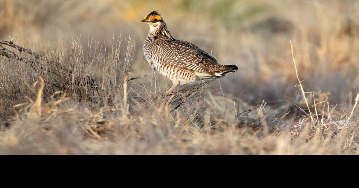 Lesser prairie chickens get US protections, Local News