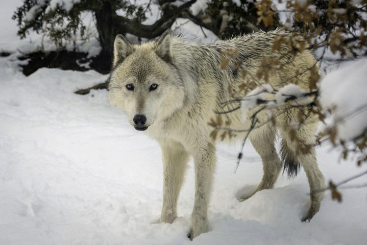 Canid conversations Wild Spirit Wolf Sanctuary offers a variety of
