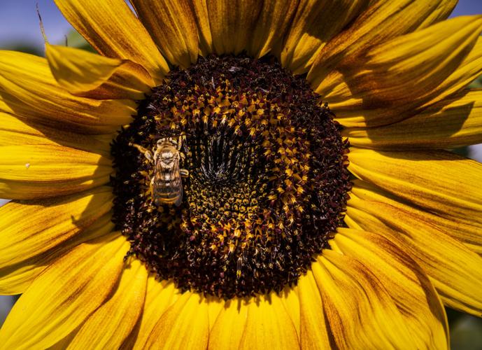 A today to visit the sunflower farm