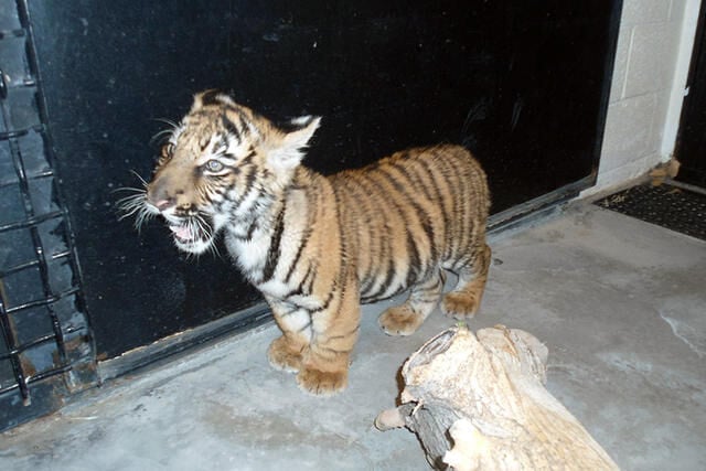 ABQ BioPark Helps to Rescue Tiger Cub — City of Albuquerque