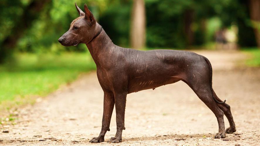 what kind of dog is xoloitzcuintli