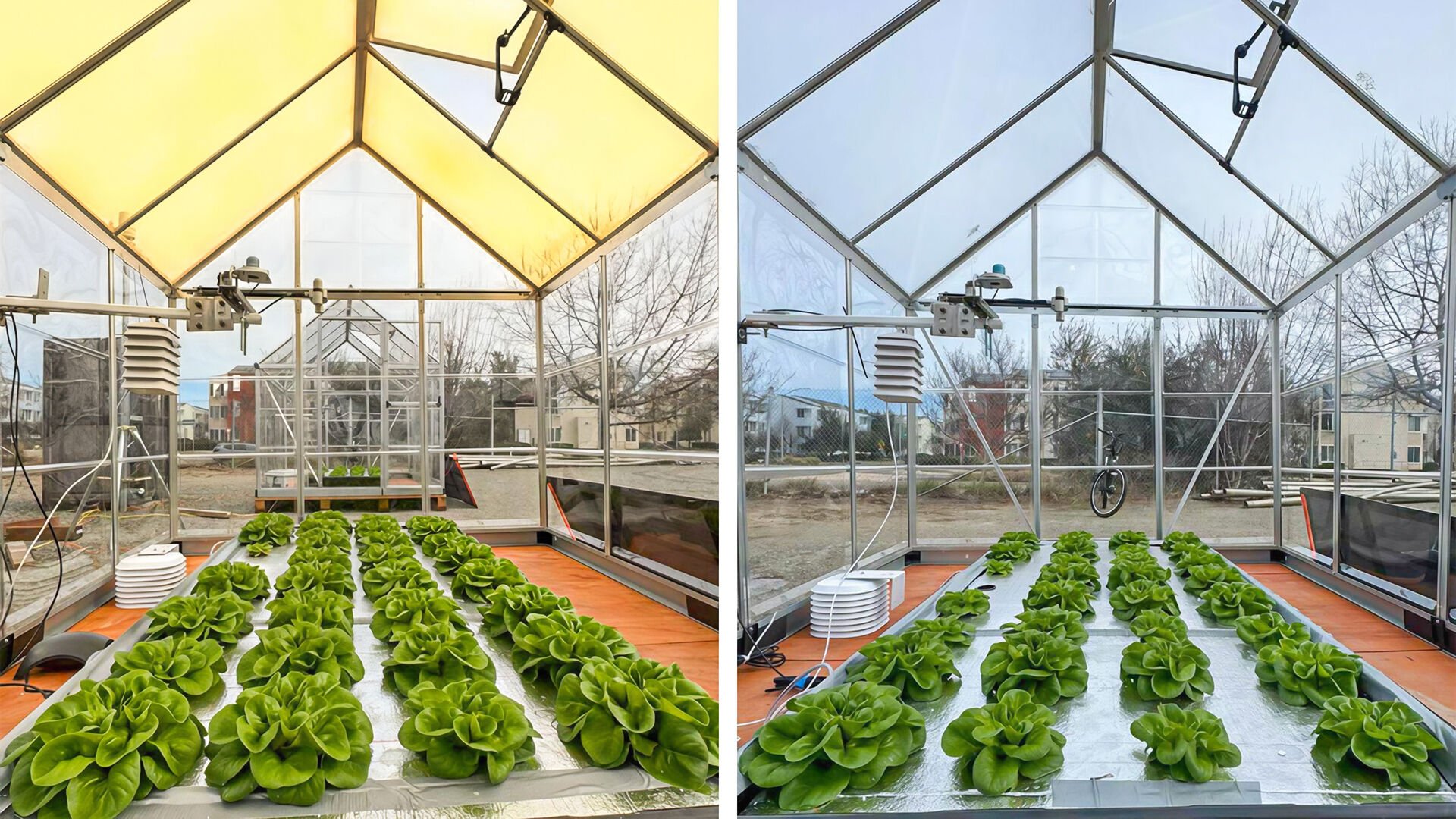 UbiQD’s quantum-dot greenhouse glass boosts crop yields, USDA study shows – Albuquerque Journal