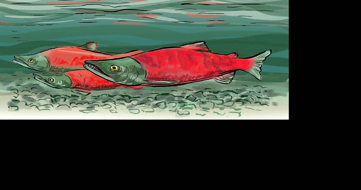 It's snagging season Kokanee salmon are the only fish that can legally