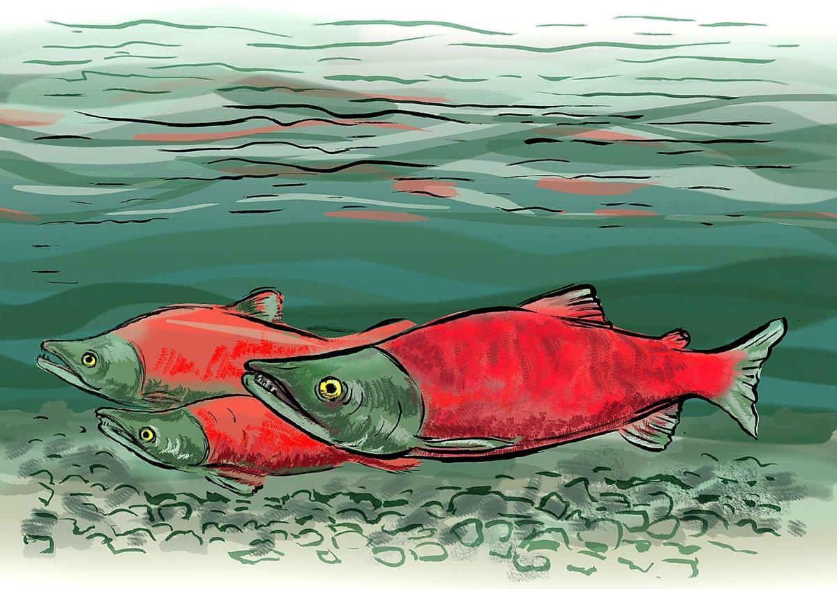 It's snagging season Kokanee salmon are the only fish that can legally