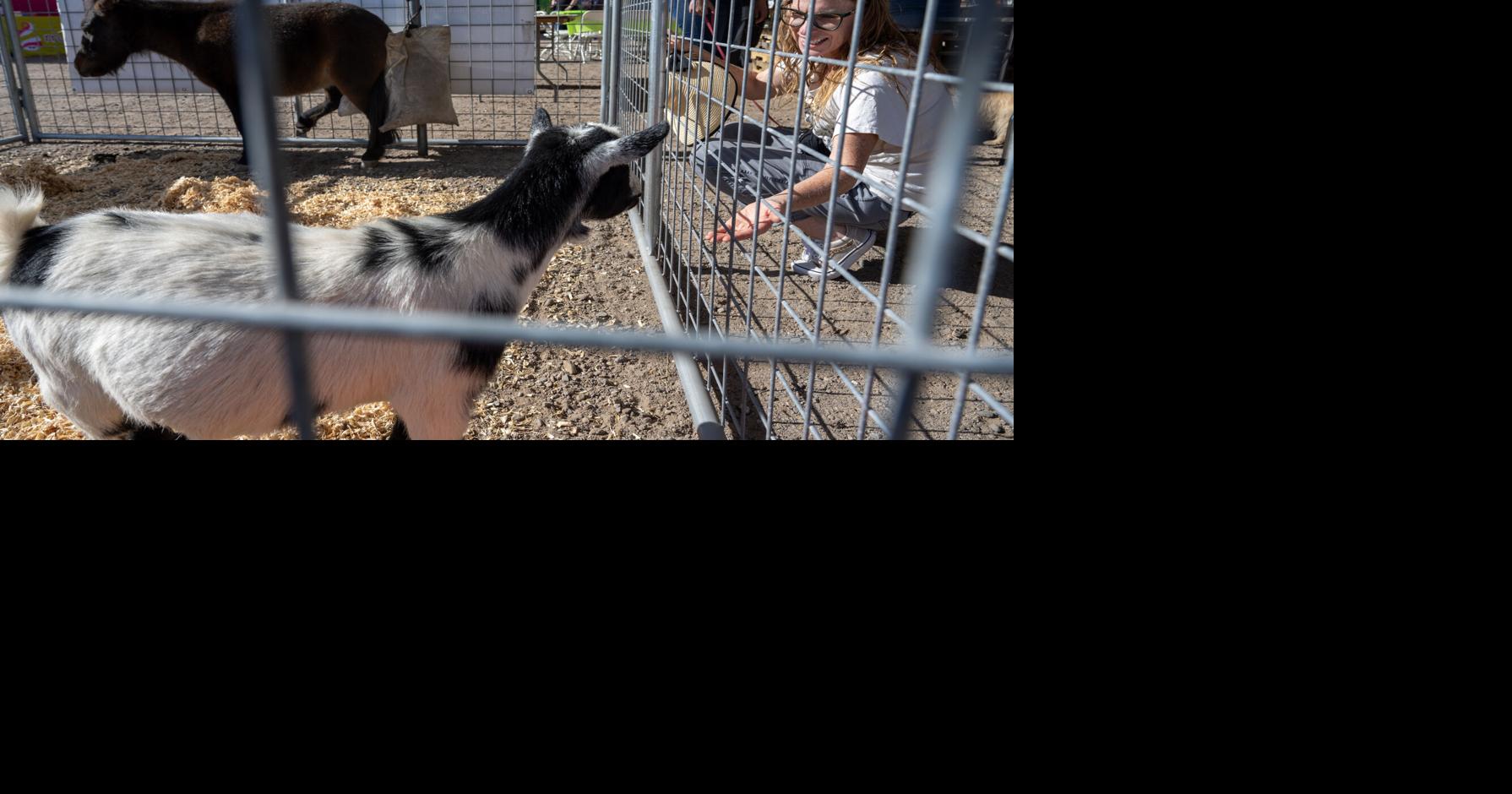 The Corrales Harvest Festival is going on this weekend. Multimedia