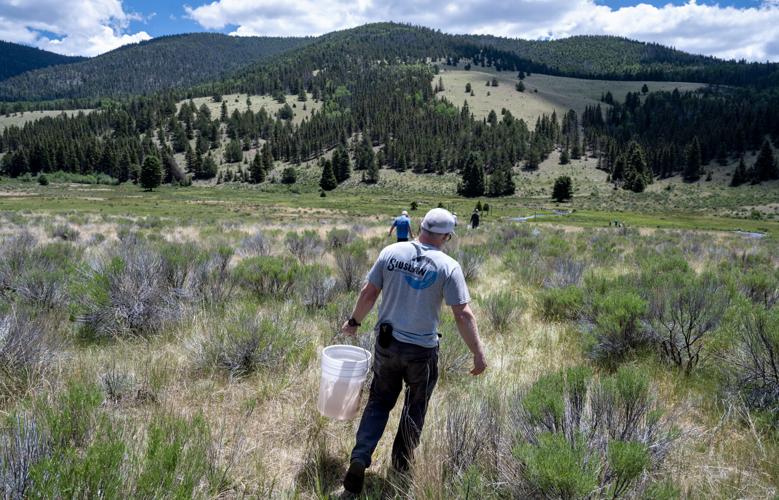 Rio Grande cutthroat trout stocked in the Valle Vidal | News