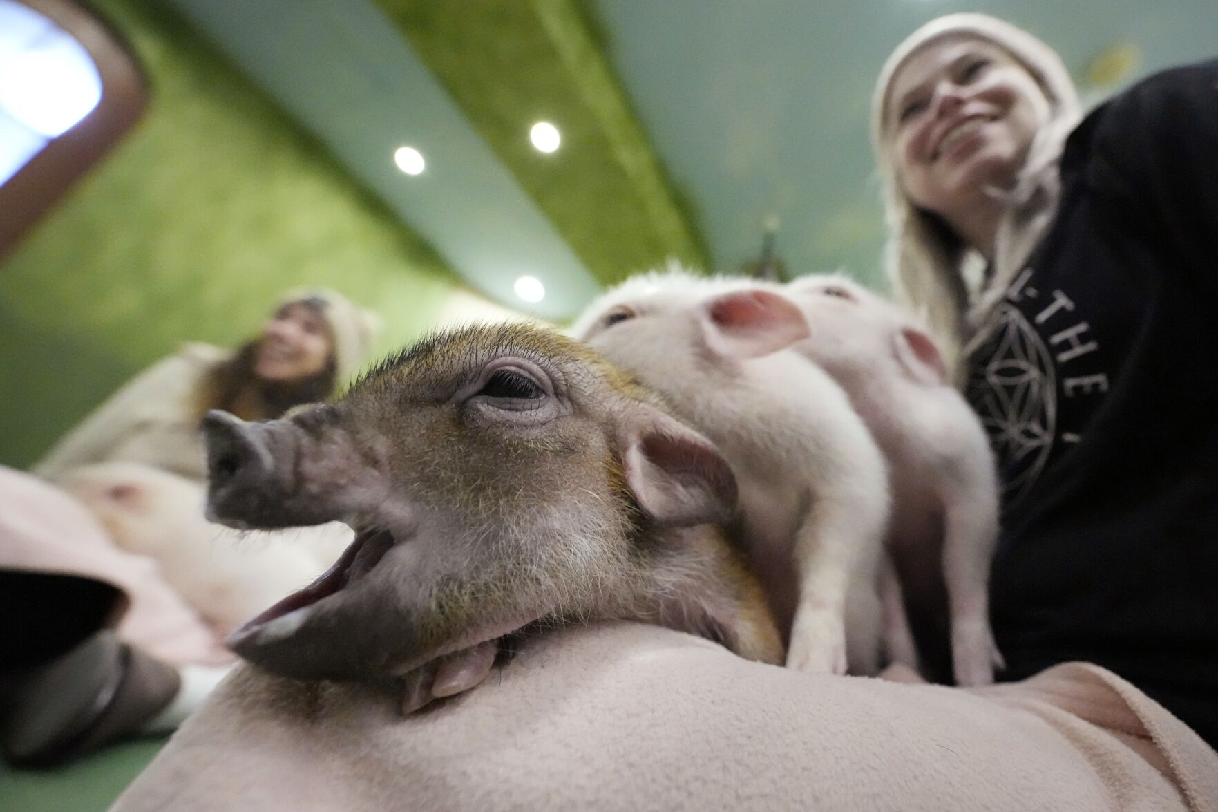 At trendy Japanese cafés, customers enjoy cuddling with pigs
