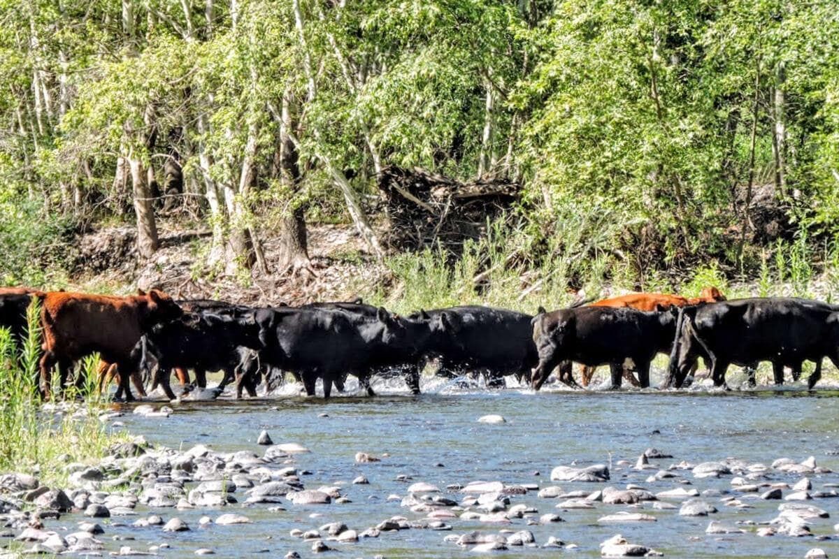 The feds crack down on feral cattle — High Country News – Know the